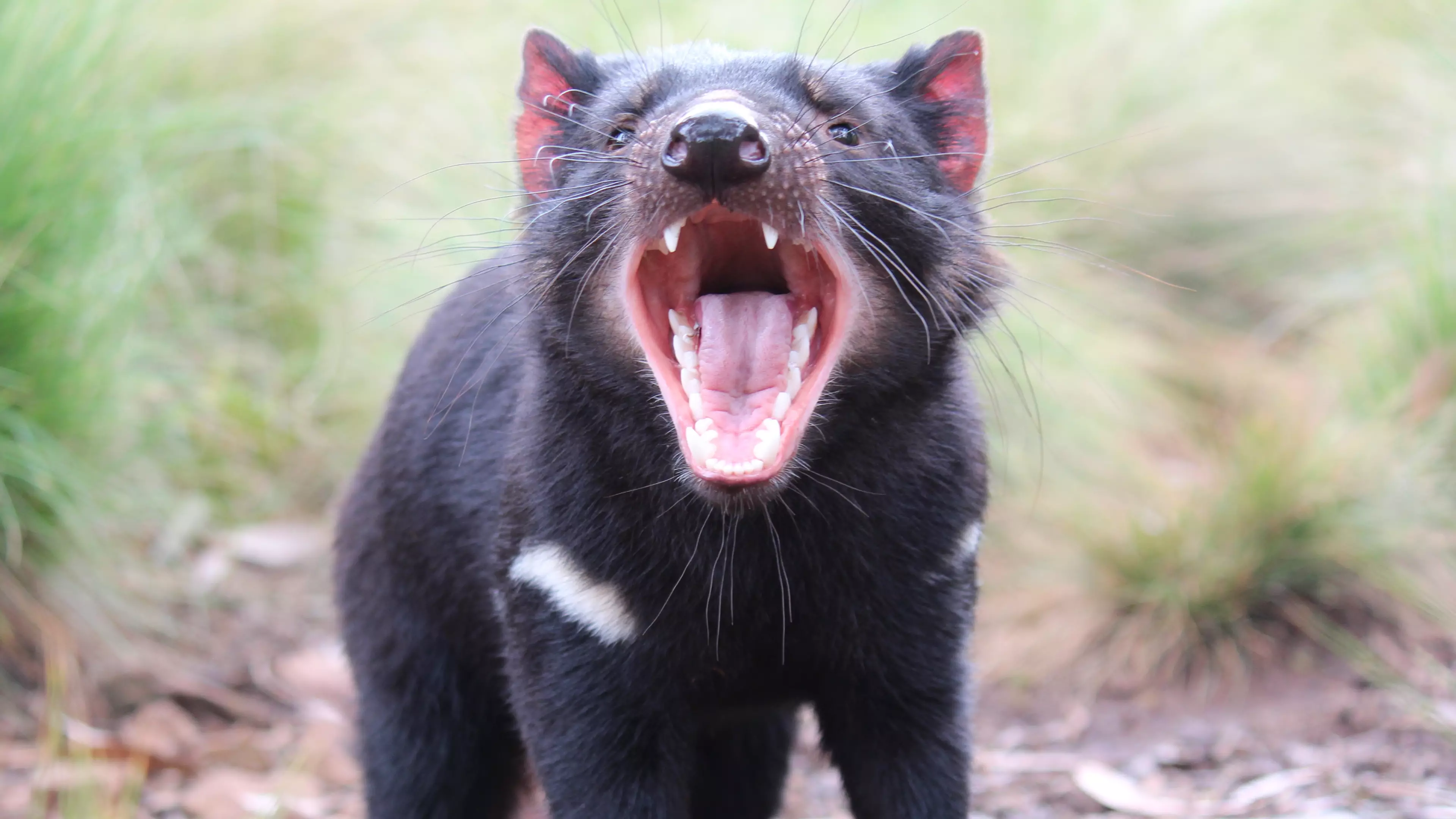 Tasmanian Devils Return To Mainland Australia For First Time In 3,000 Years