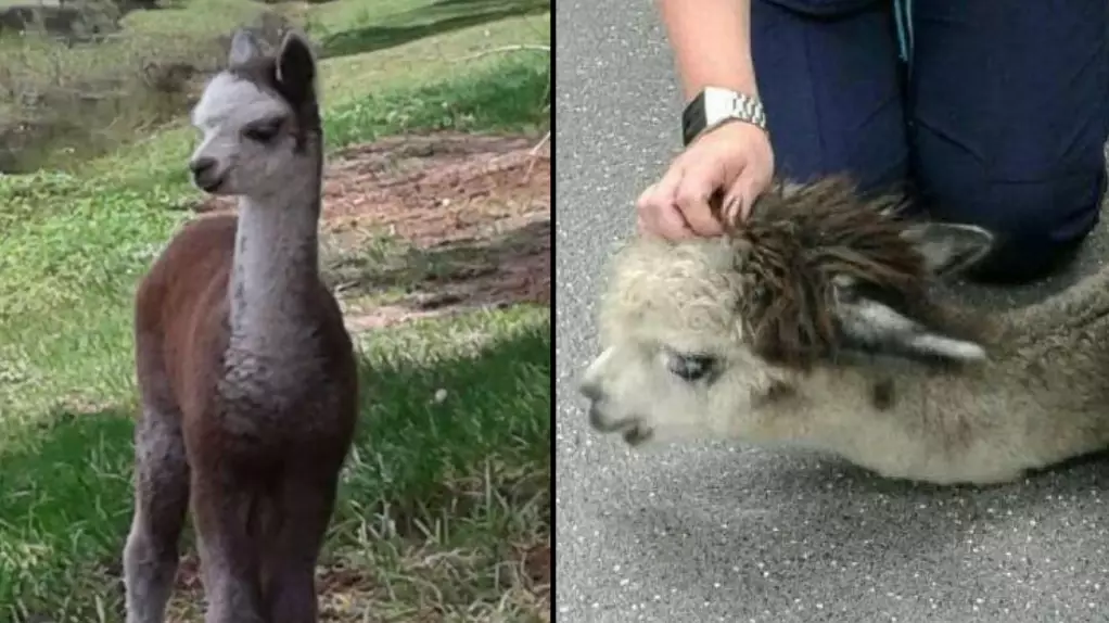 Alpaca Tragically Dies After Motorist Dumps Crisps In Its Enclosure