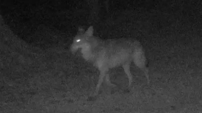 Animal Believed To Be A Wolf Spotted In Northern France For First Time In A Century