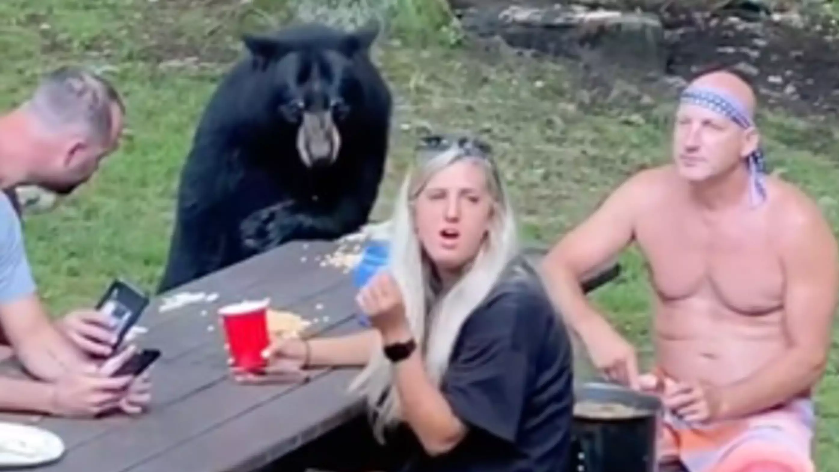 Family Having A Nice Quiet Picnic Are Joined By Wild Bear