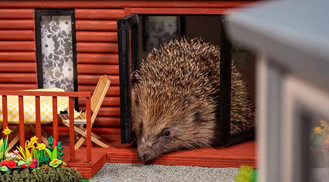 Hedgehogs will be in their element (