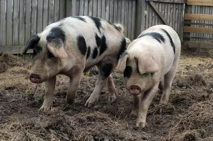 The pigs are being reared on the school's mini farm.