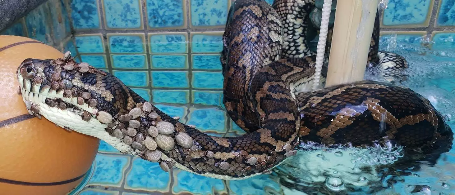 The carpet python was covered in more than 500 paralysis ticks, according to the snake catcher.