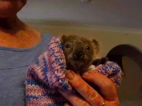 Creatures like wombats, possums and koalas require pouches to grow (