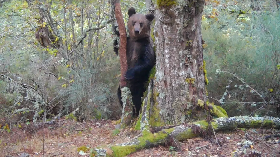 Brown Bear Spotted In Spanish National Park For First Time In 150 Years