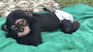 Heartwarming Footage Shows Chimp's Reaction To Seeing His Human Parents