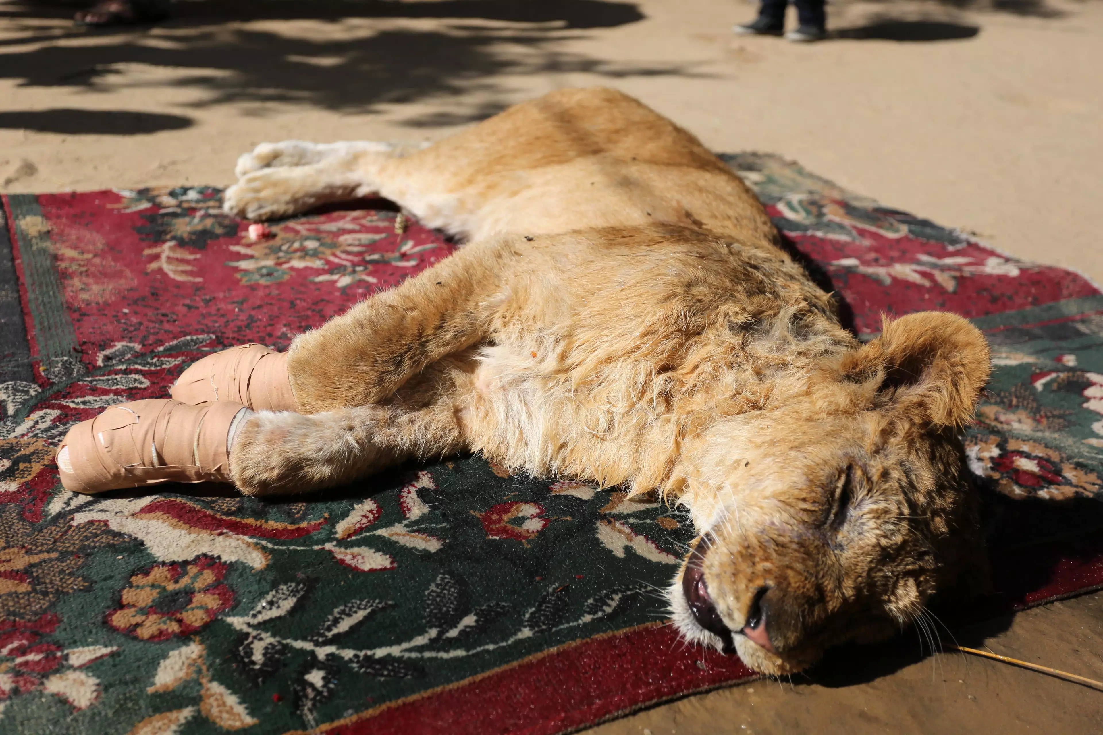 The lioness can be seen lying on the floor with bandages around her front paws.