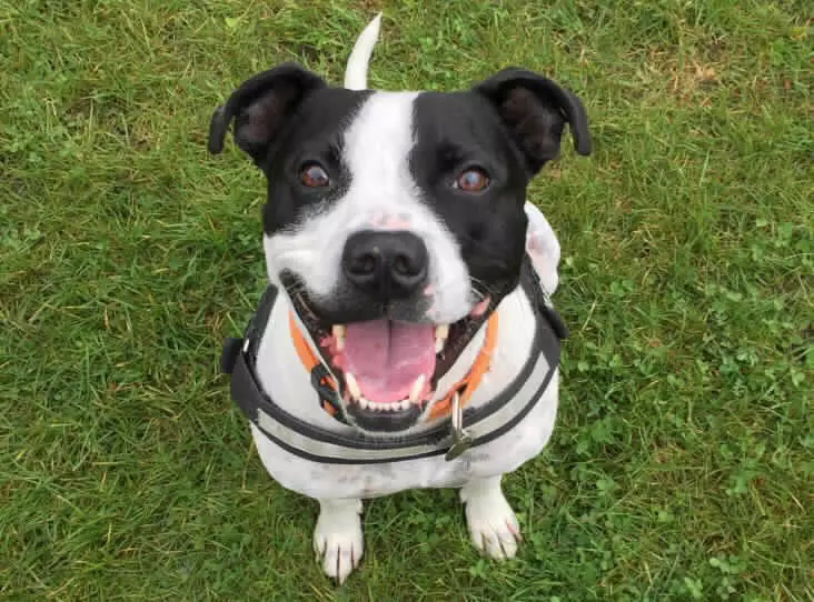 The RSPCA has been working with four-year-old Bailey to try and get him used to other dogs (