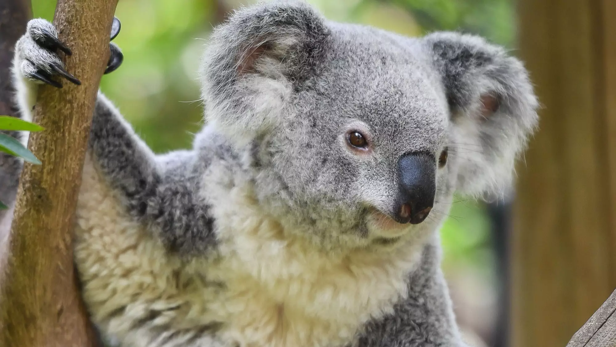 Koalas Will Be Driven To Extinction 'Well Before' 2050 In NSW, Inquiry Finds