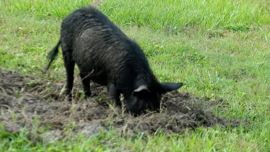 Man Accused Of Raping Niece Has Genitals Hacked Off And Fed To Feral Pigs