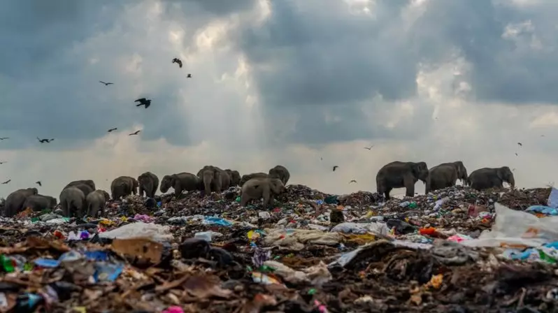 Grim Photo Of Elephants Foraging In Rubbish Dump For Food Wins Top Prize