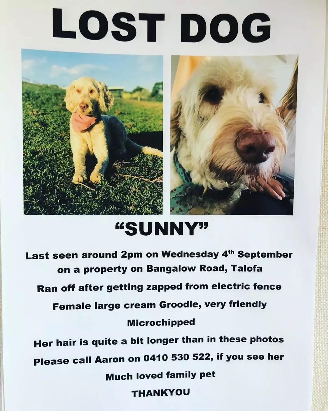 The missing dog poster.