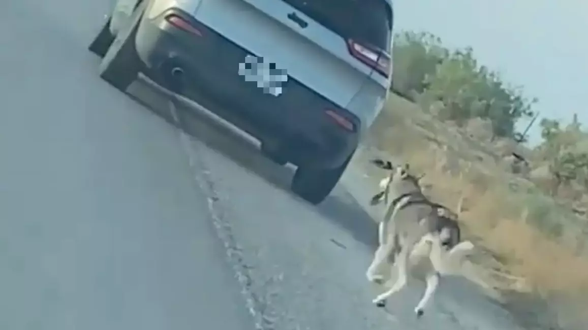 Man Arrested For Dumping And Abandoning Husky On The Side Of The Road