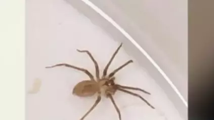 Woman Who Thought She Had Water In Her Ear Horrified To Find It Was A Spider