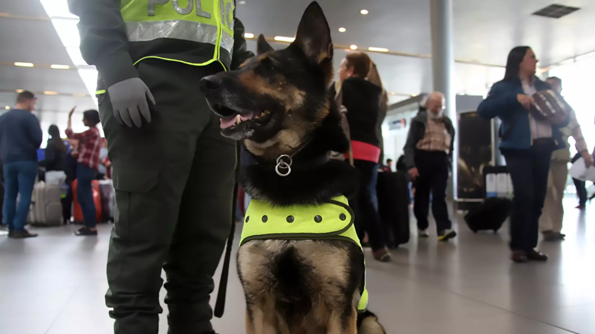 Criminal Gang 'Takes Out Contract' On Police Sniffer Dog