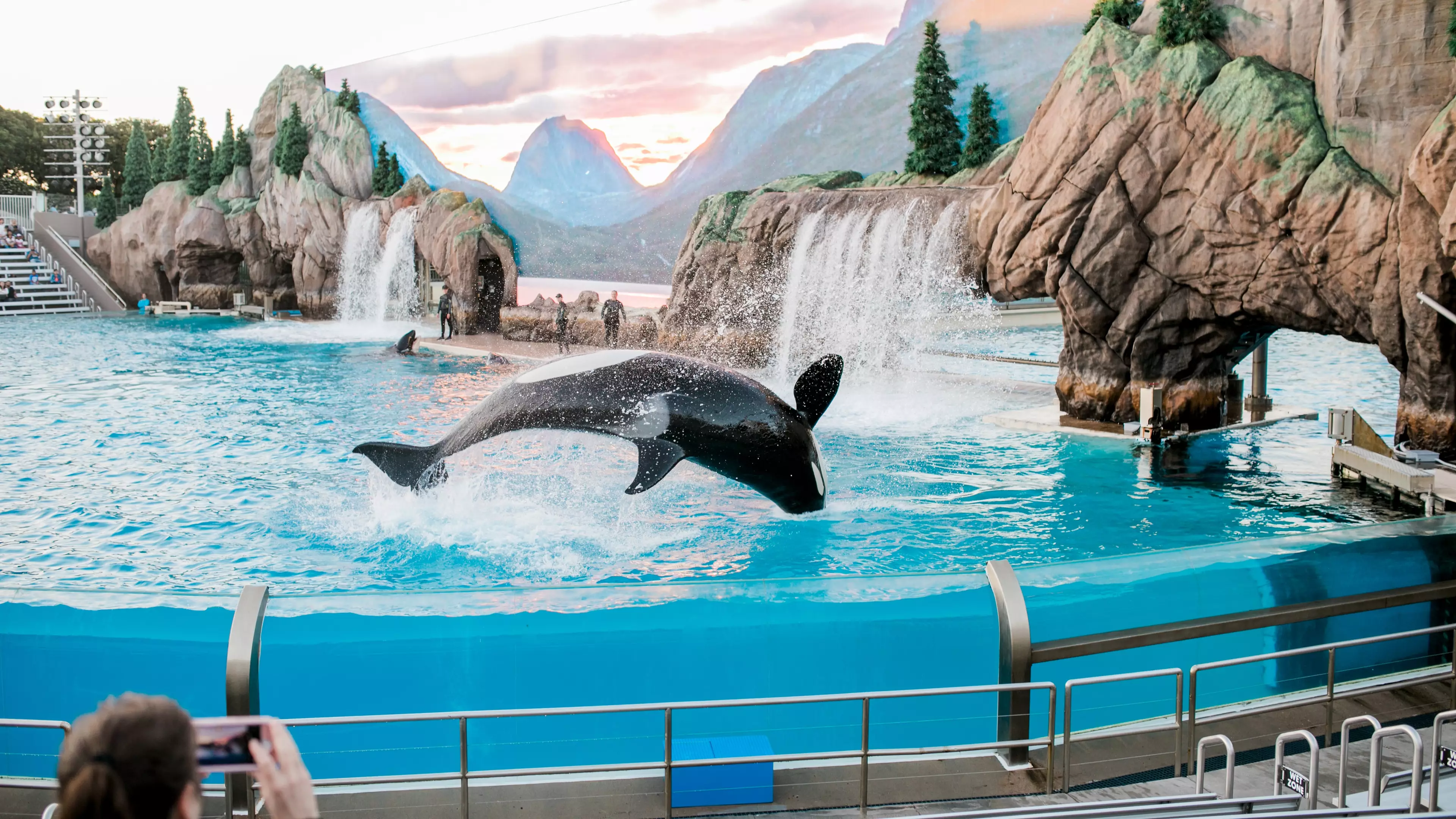 France To Ban Use Of Wild Animals In Circuses, Orca In Marine Parks And Mink Farming