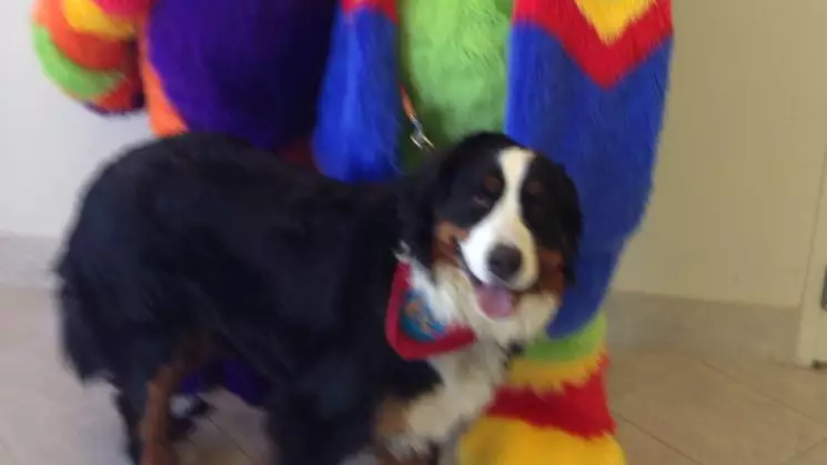 Woman Takes Dog To Furry Convention Thinking It's For Actual Animals