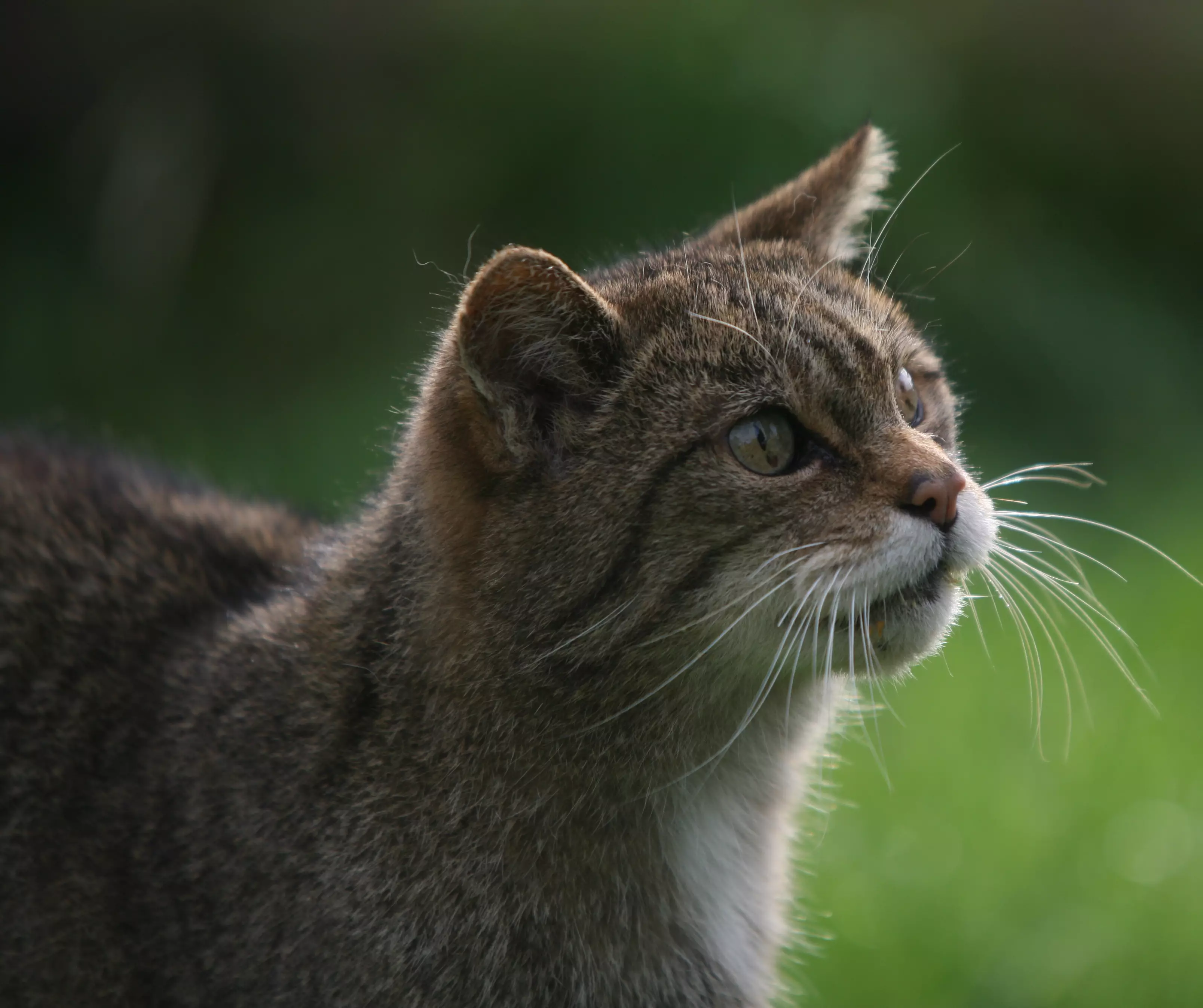 Wildcats are among the mammals at risk of extinction.