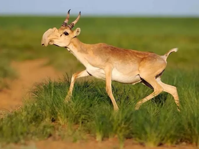 ‘Planet Earth 2’ Producers Left Devastated After Watching 150,000 Antelope Die