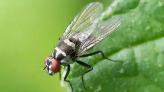 This Is What You Should Do If You're Bitten By A Horsefly