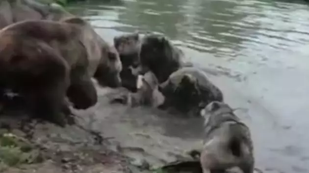 Group Of Bears Tear Wolf To Shreds At Dutch Zoo