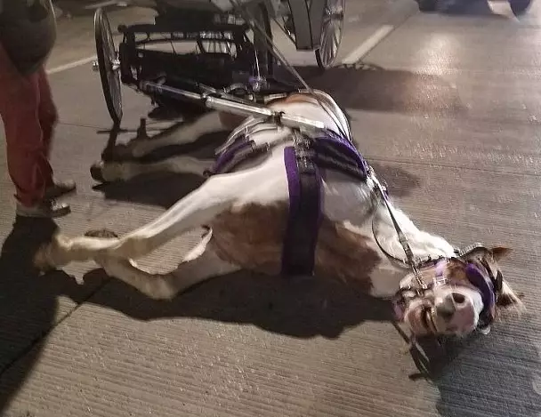 Carriage Horse 'Collapses After Its Driver Pushes It To Make Green Light'