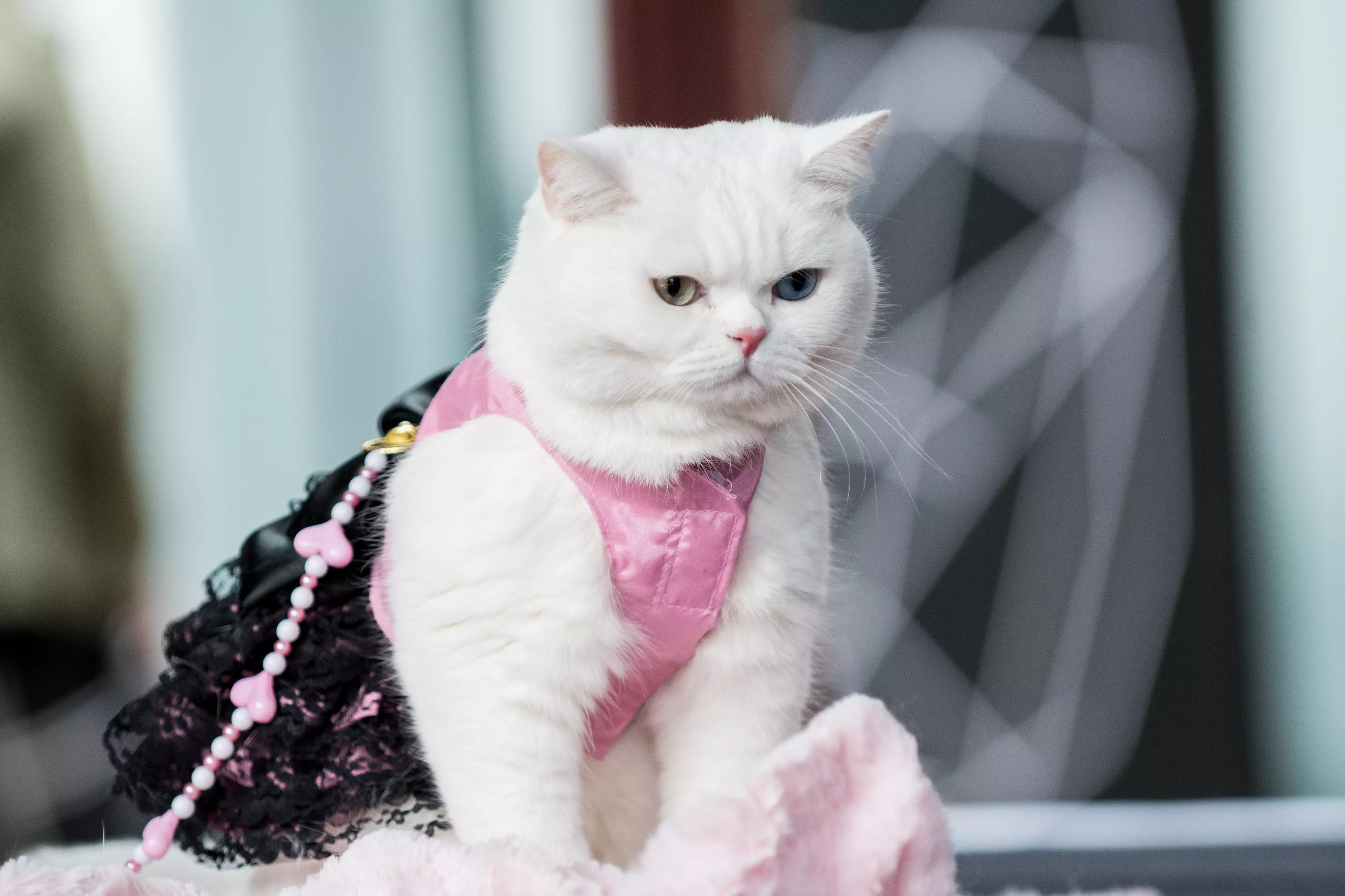 The LondonCats Cat Extravaganza returns for it's second year in January. (