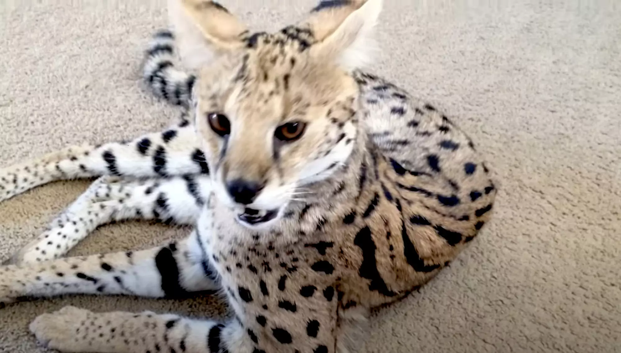 A Savannah cat - the type the couple thought they were buying.