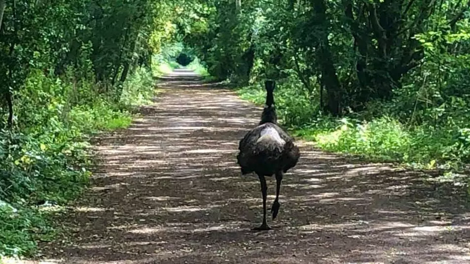 An Emu Is On The Run In Yorkshire And Has Eluded Police For Five Days