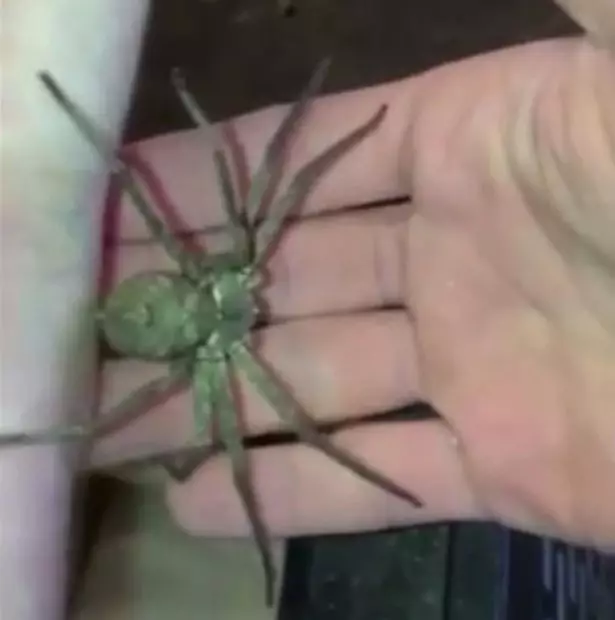 A Huge Japanese Spider Was Discovered In A Storage Container