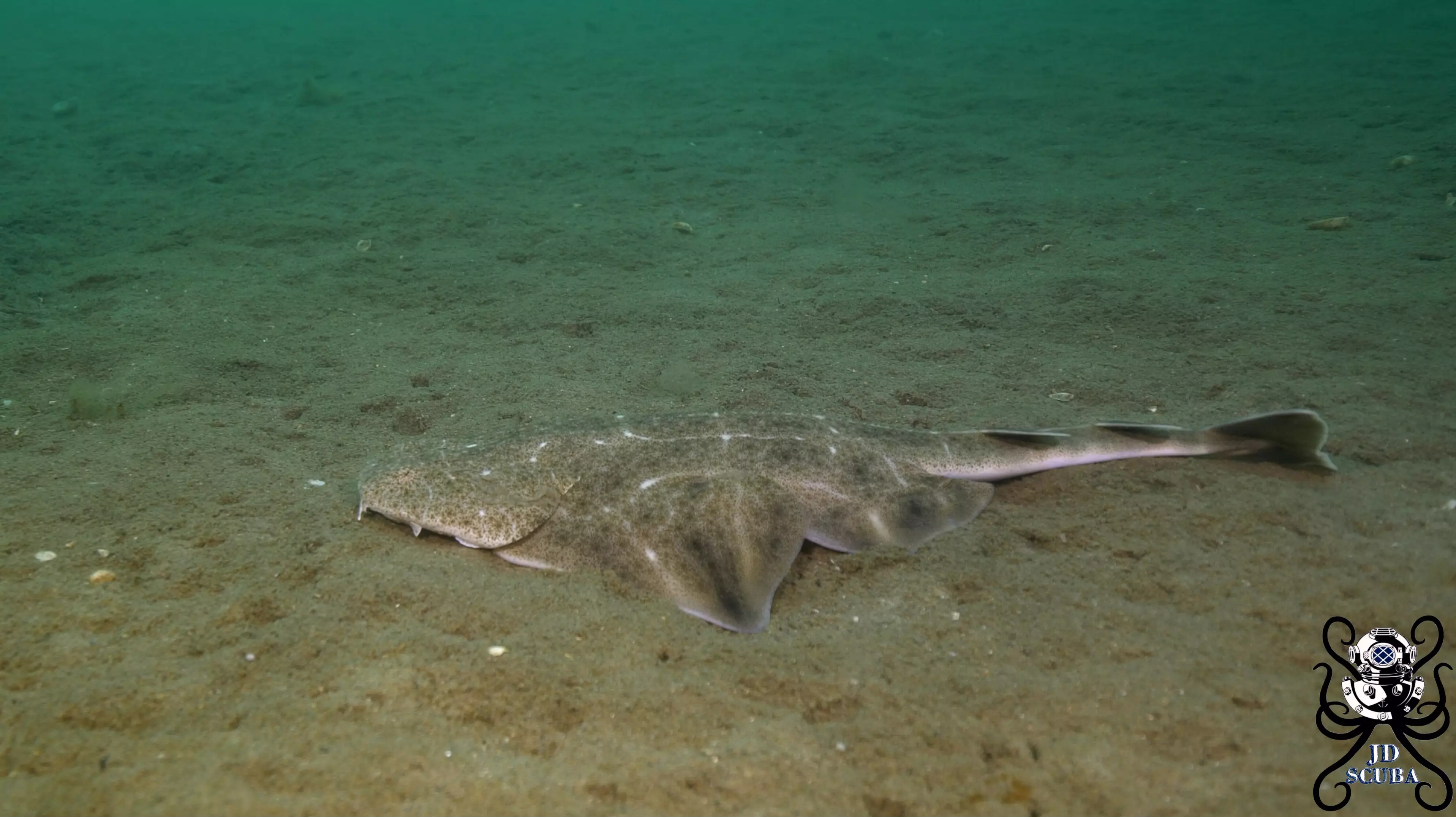 One Of The World’s Rarest Sharks Filmed Off Coast Of Wales