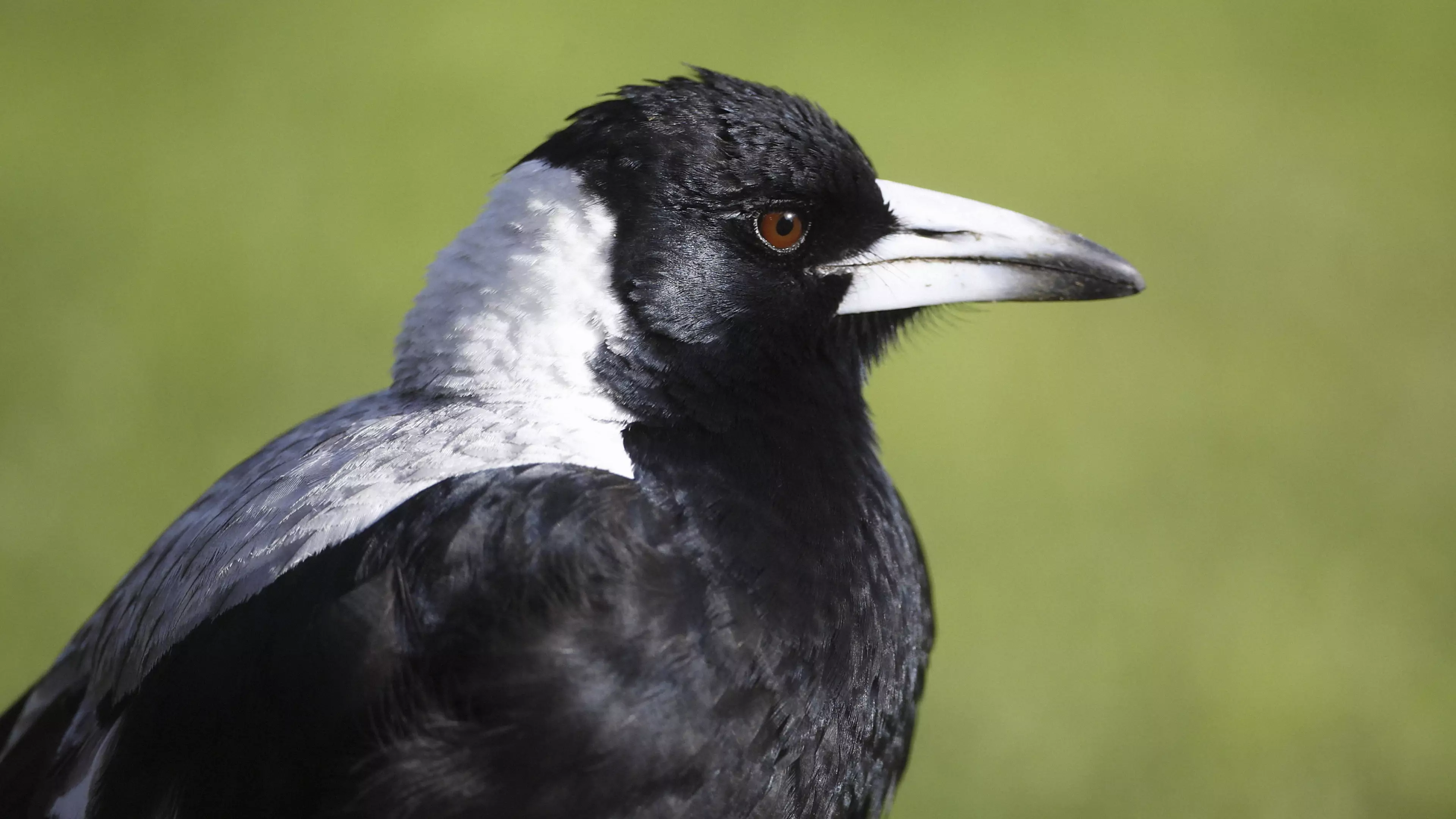 Expert Warns Magpie Swooping Season Could Be Worse This Year 