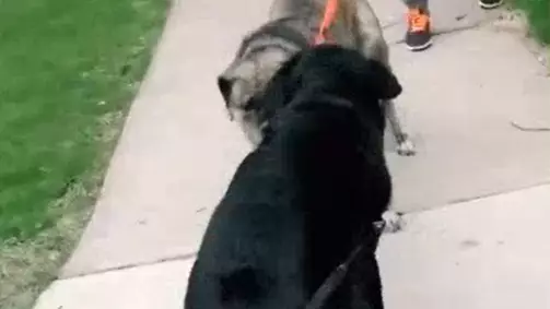 Adorable Moment Two Dog Pals Are Reunited After A Month Apart 