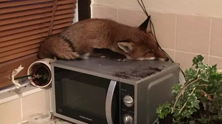 Family Preparing For Breakfast Find Fox Asleep On Top Of Microwave