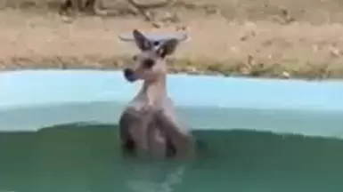 Kangaroo Spotted Relaxing In Pool To Get Away From Soaring Heat 