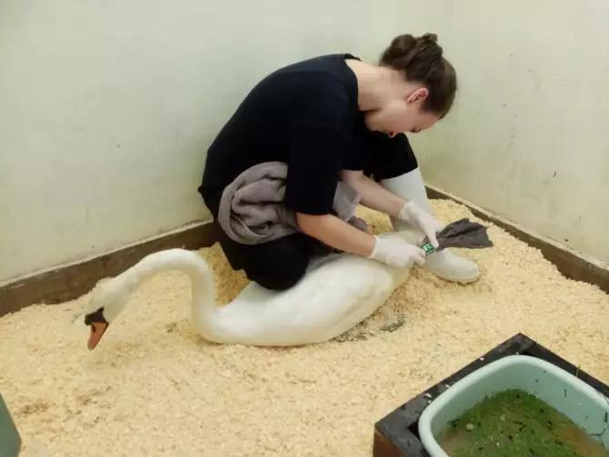 The female swan is now being treated.