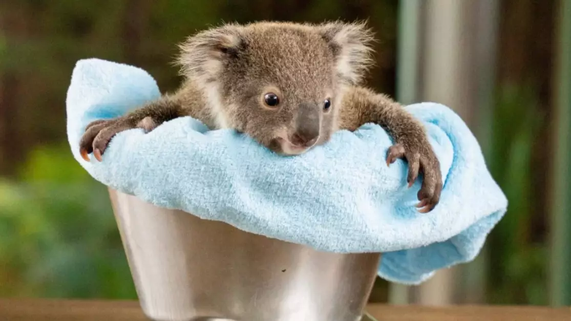 Newborn Koala Joeys Look Adorable While Getting Their First Checkup