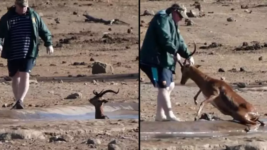 Tourist Rescues Wild Impala Stuck In Mud At South African National Park