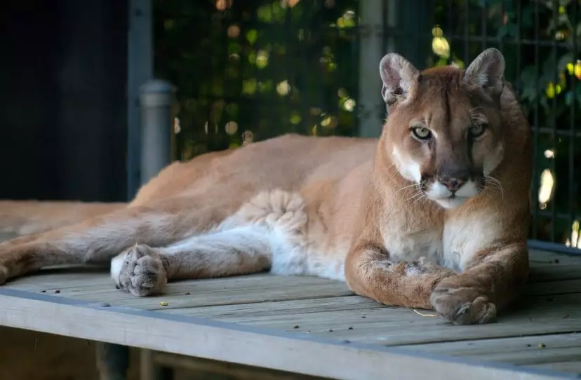 Eastern Puma's were victims of deforestation. (