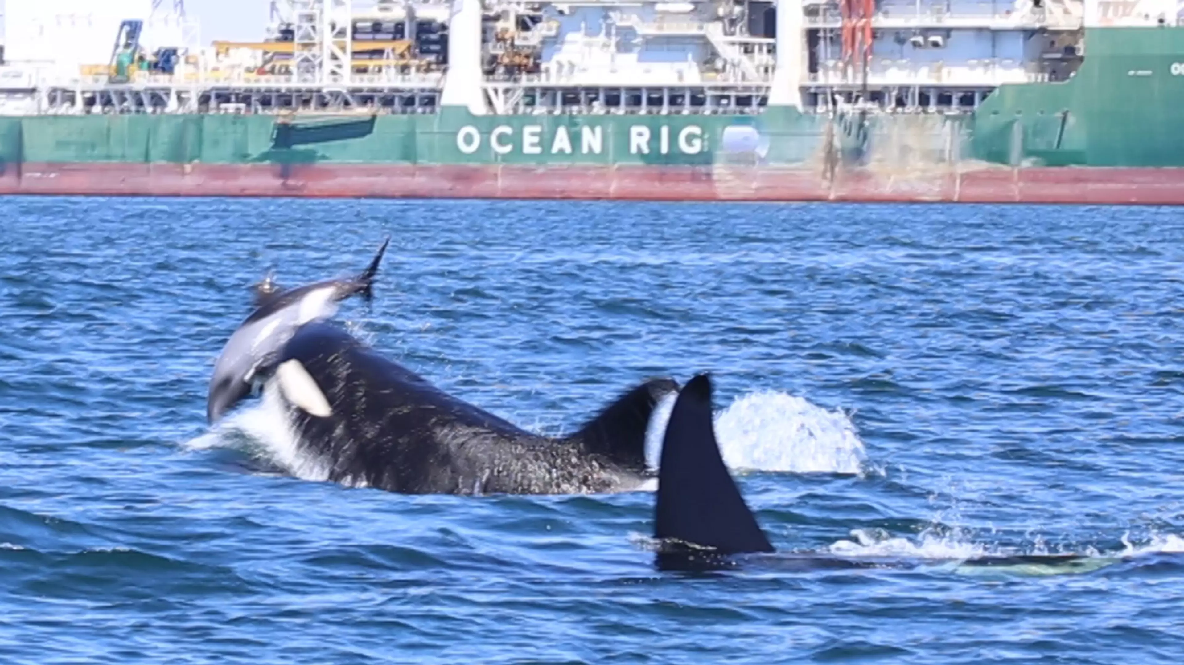 Killer Whales Filmed Flipping Dolphin In The Air Before Skinning And Disembowelling It