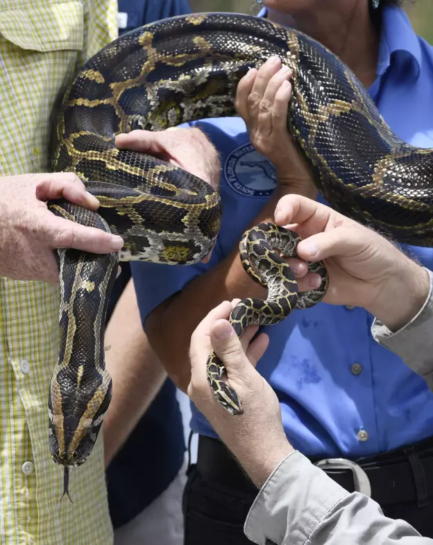 Two pythons captured in the Florida Everglades last year.