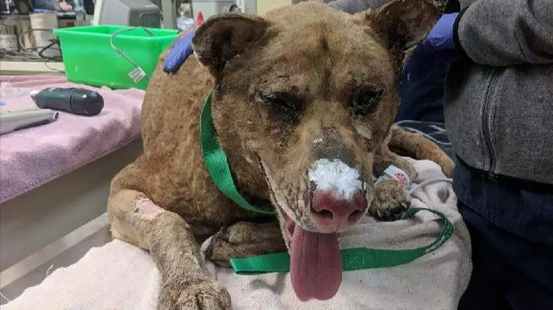 Dog Missing In California Wildfire Miraculously Found On The News