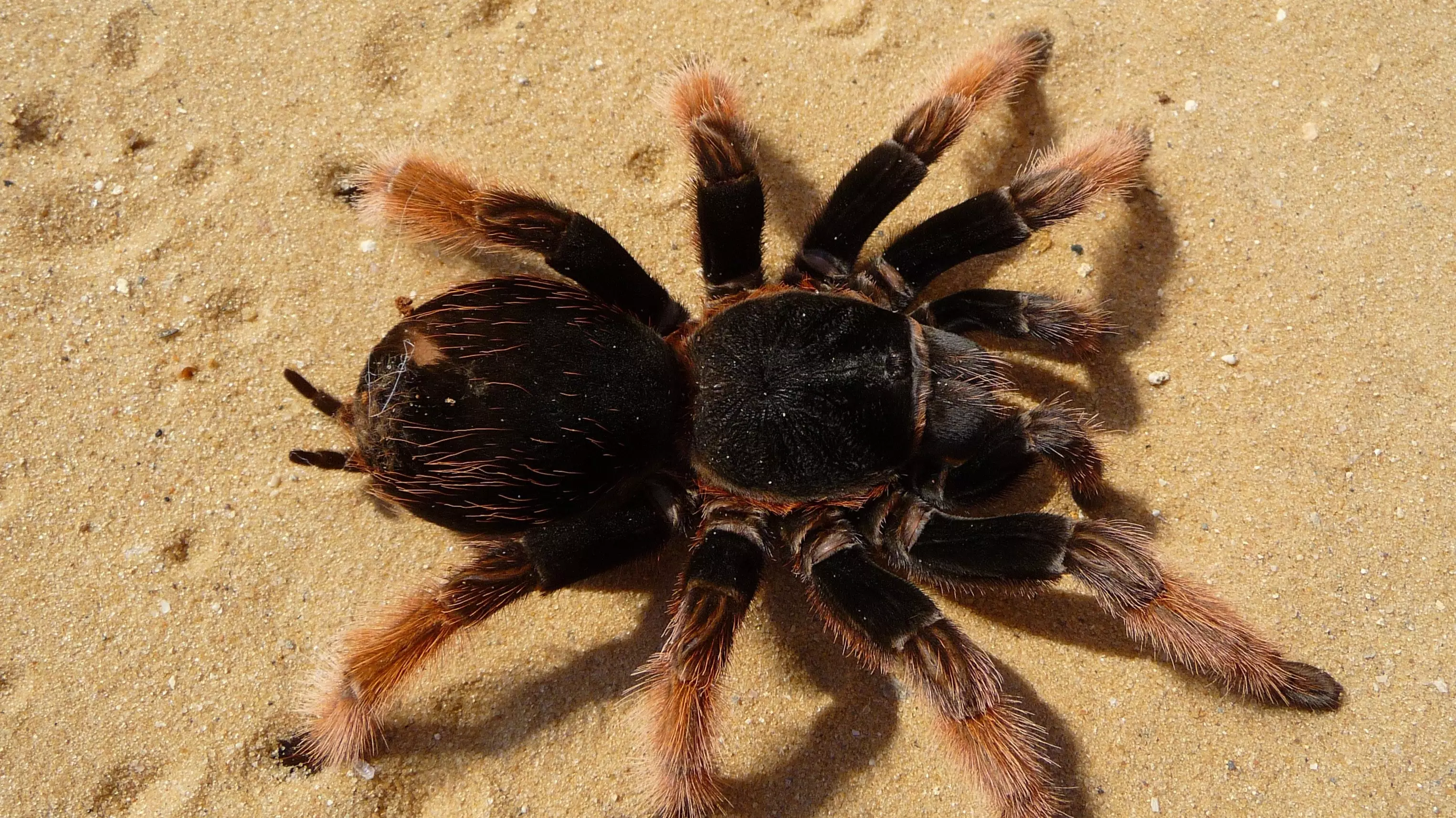 This Video Of A Tarantula Swimming Will Ruin Your Day