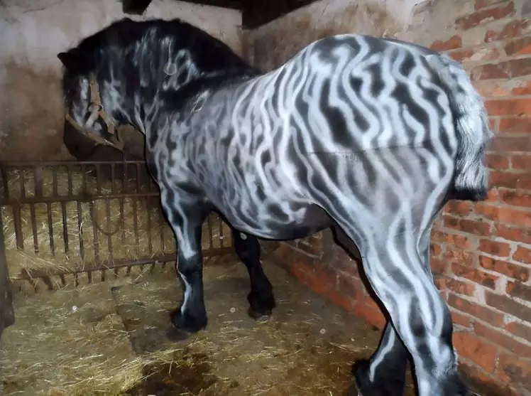 Cruel Prankster Paints Horse To Look Like Zebra
