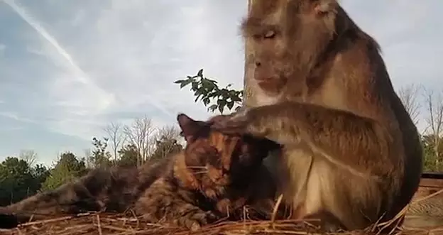 Why Not Watch This Video Of A Macaque Stroking A Cat?