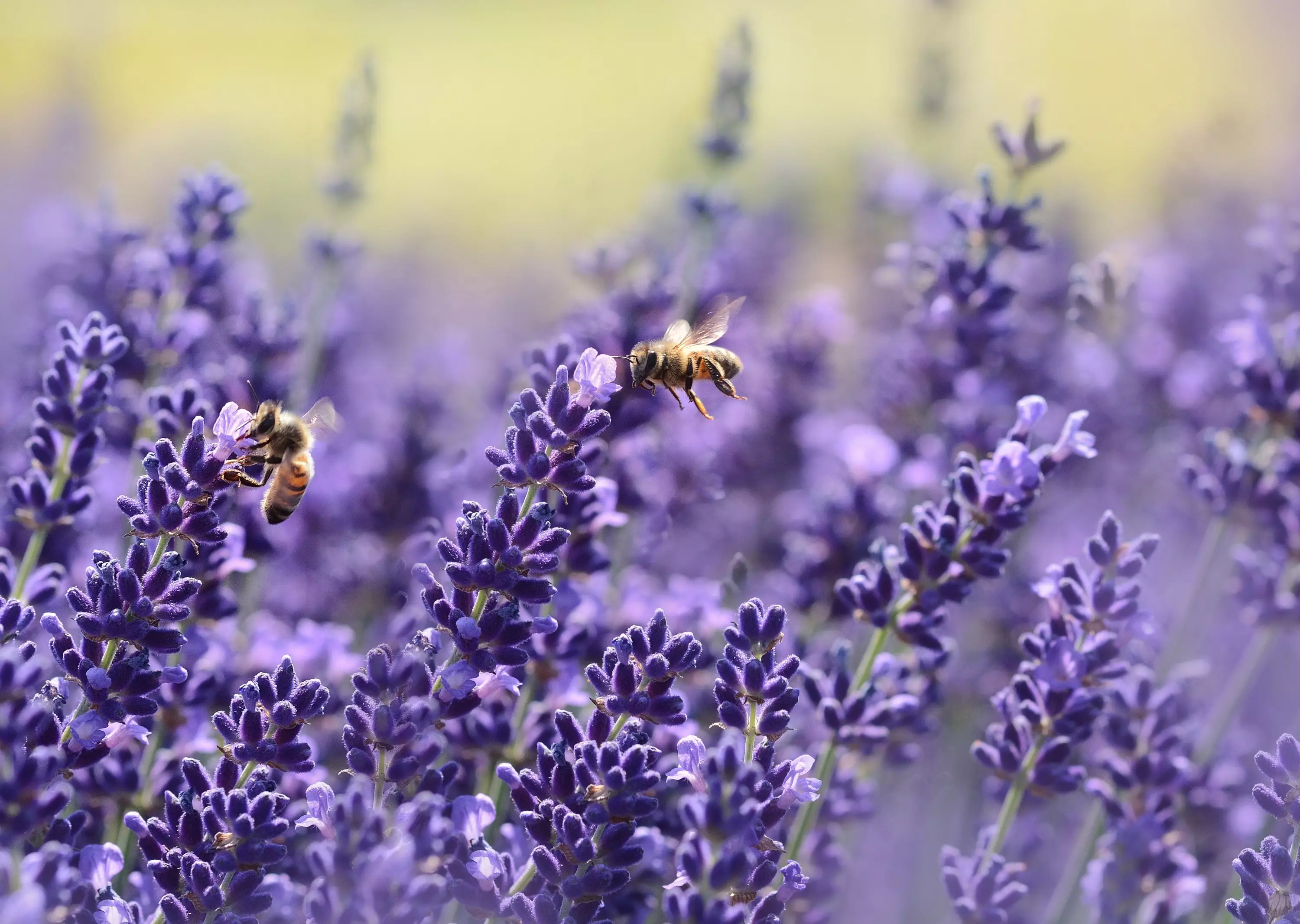 Bees are responsible for 80 per cent of pollination worldwide. (