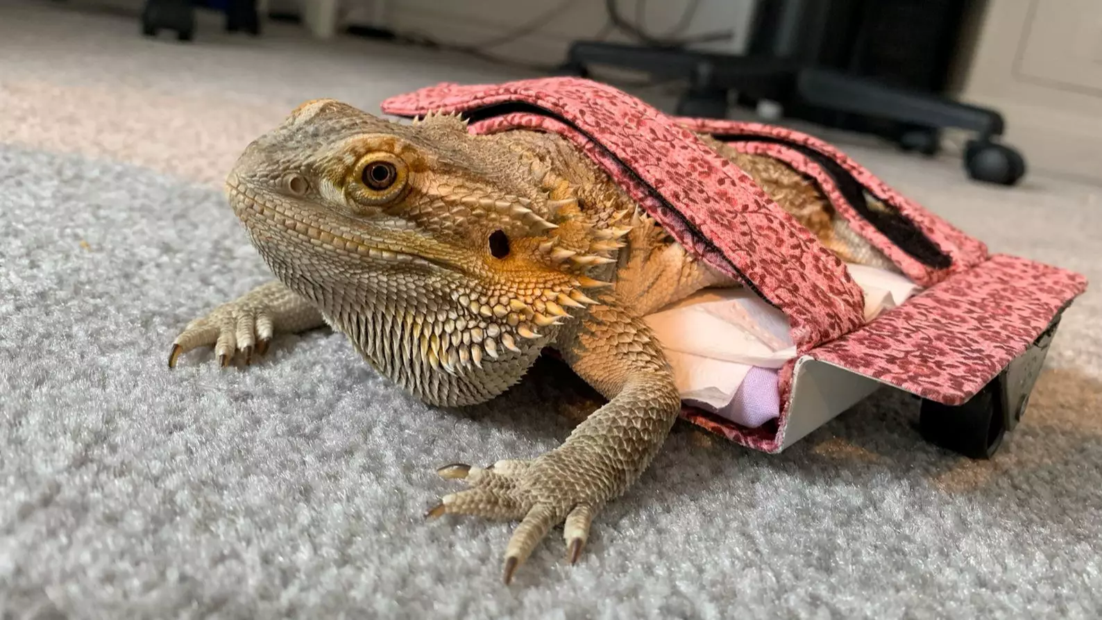 Paralysed Bearded Dragon Has New Lease Of Life With Custom Wheelchair
