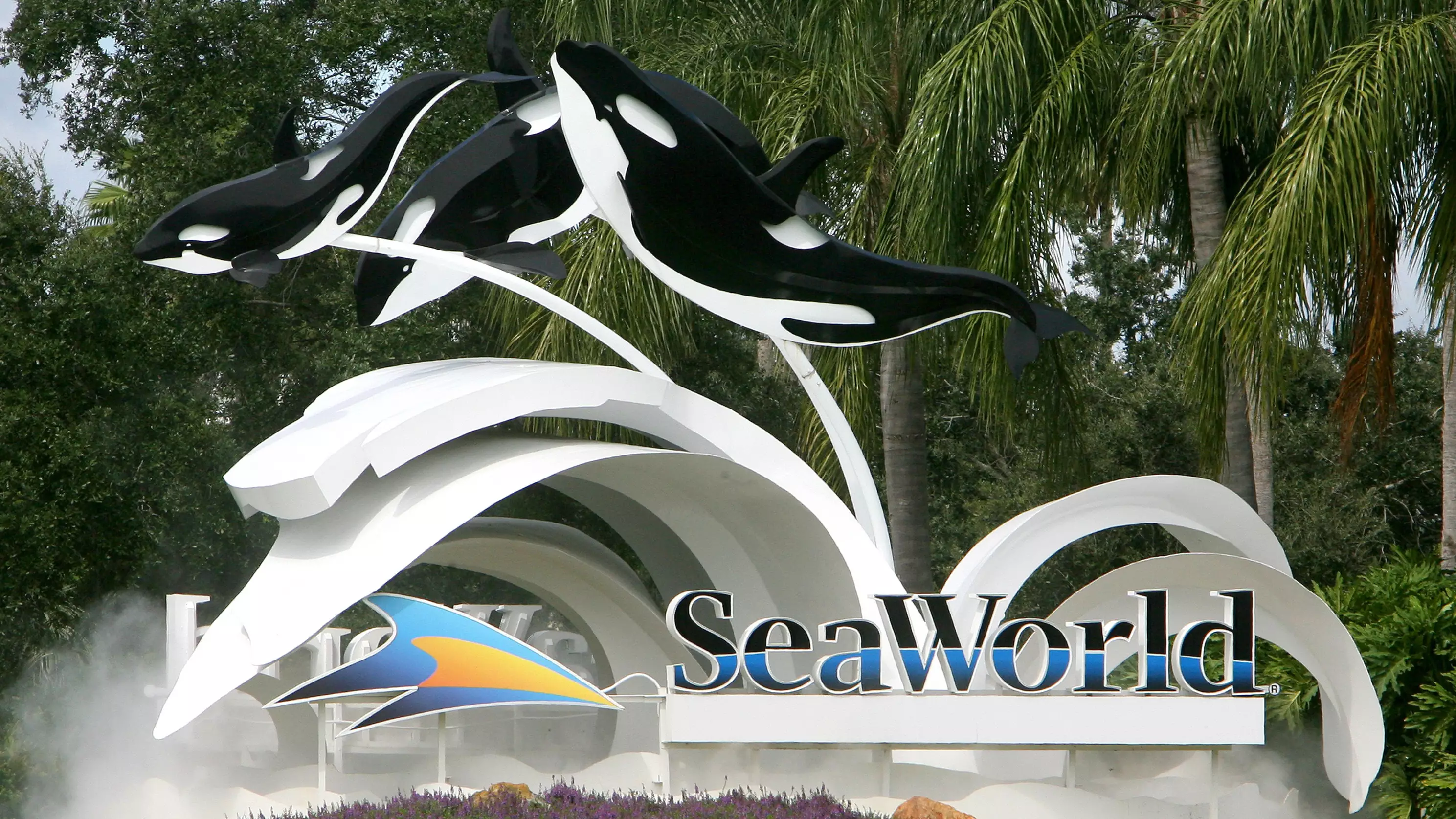 One Of SeaWorld's Killer Whales Has Died In Captivity After A 'Brief Illness'
