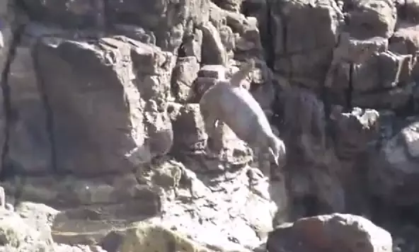 Seal plunging off cliff