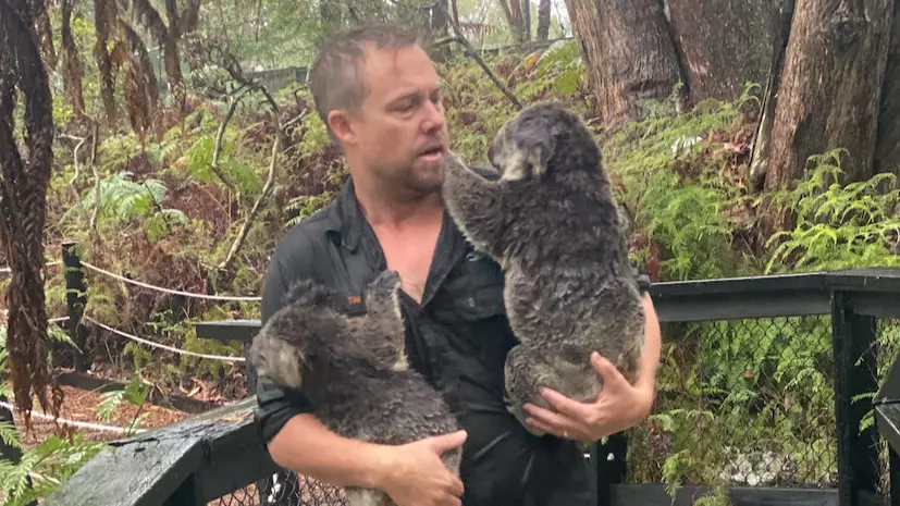 Animals Relocated At Aussie Zoo After Torrential Rain Caused Flash Flooding